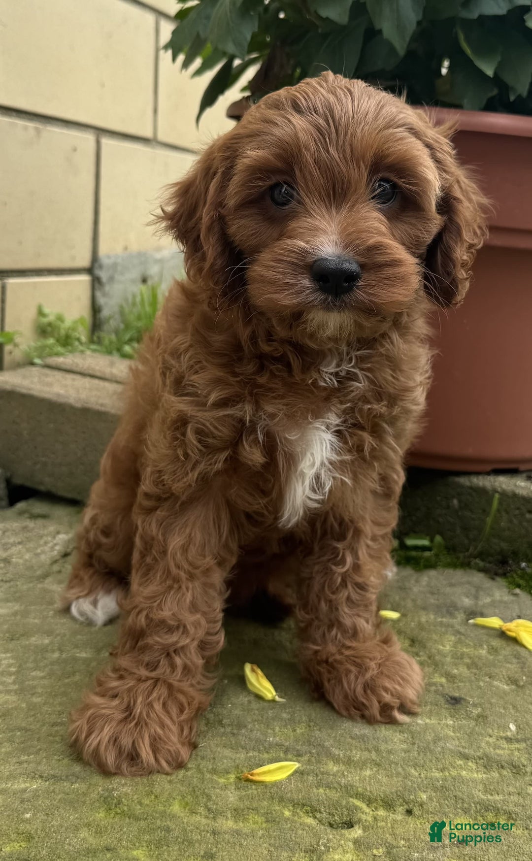 Cavapoo dogs for sale: Ottis - Image 2