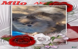 Pomeranian dogs for sale: Sable Merle - Image 4