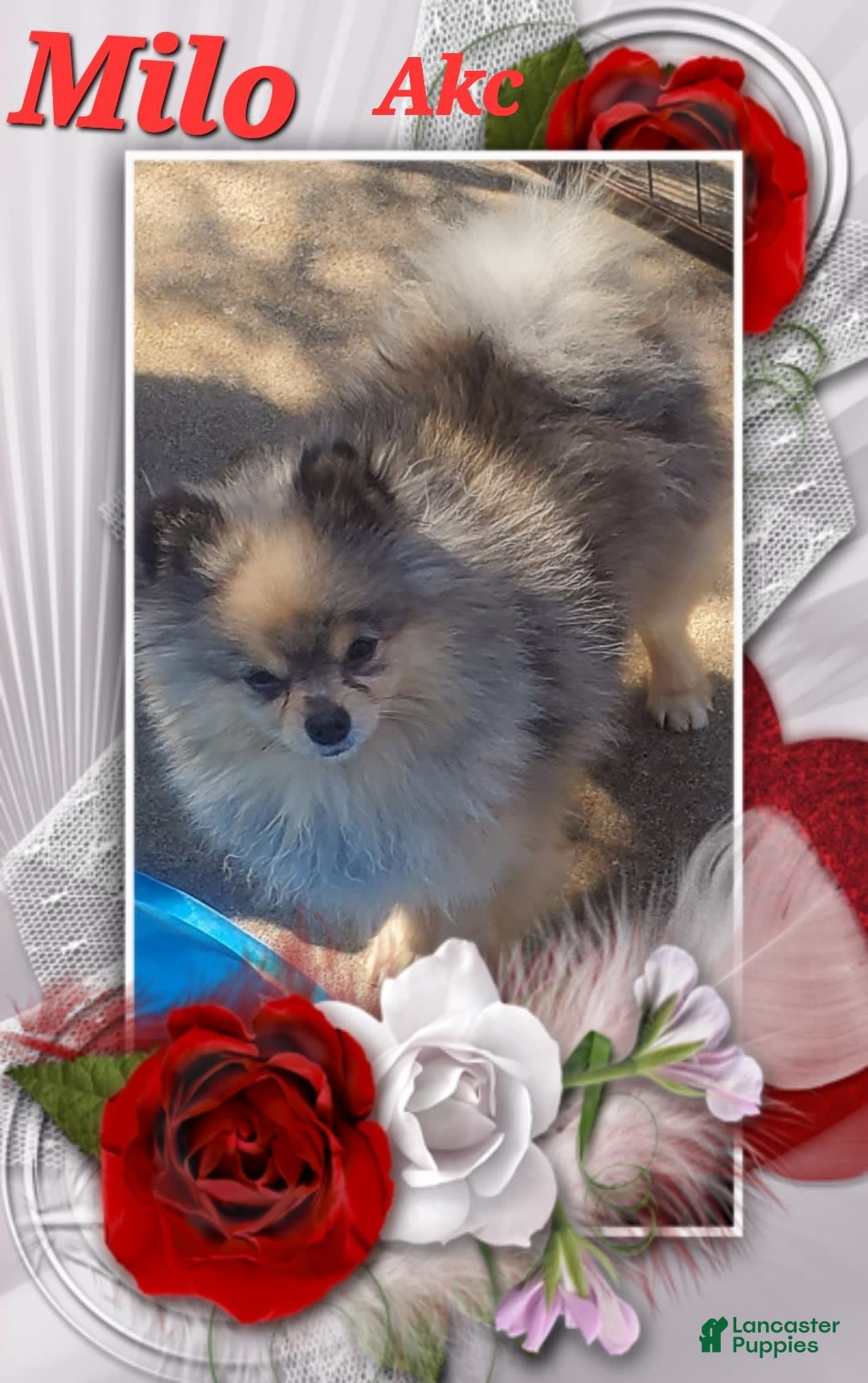 Pomeranian dogs for sale: Sable Merle - Image 4