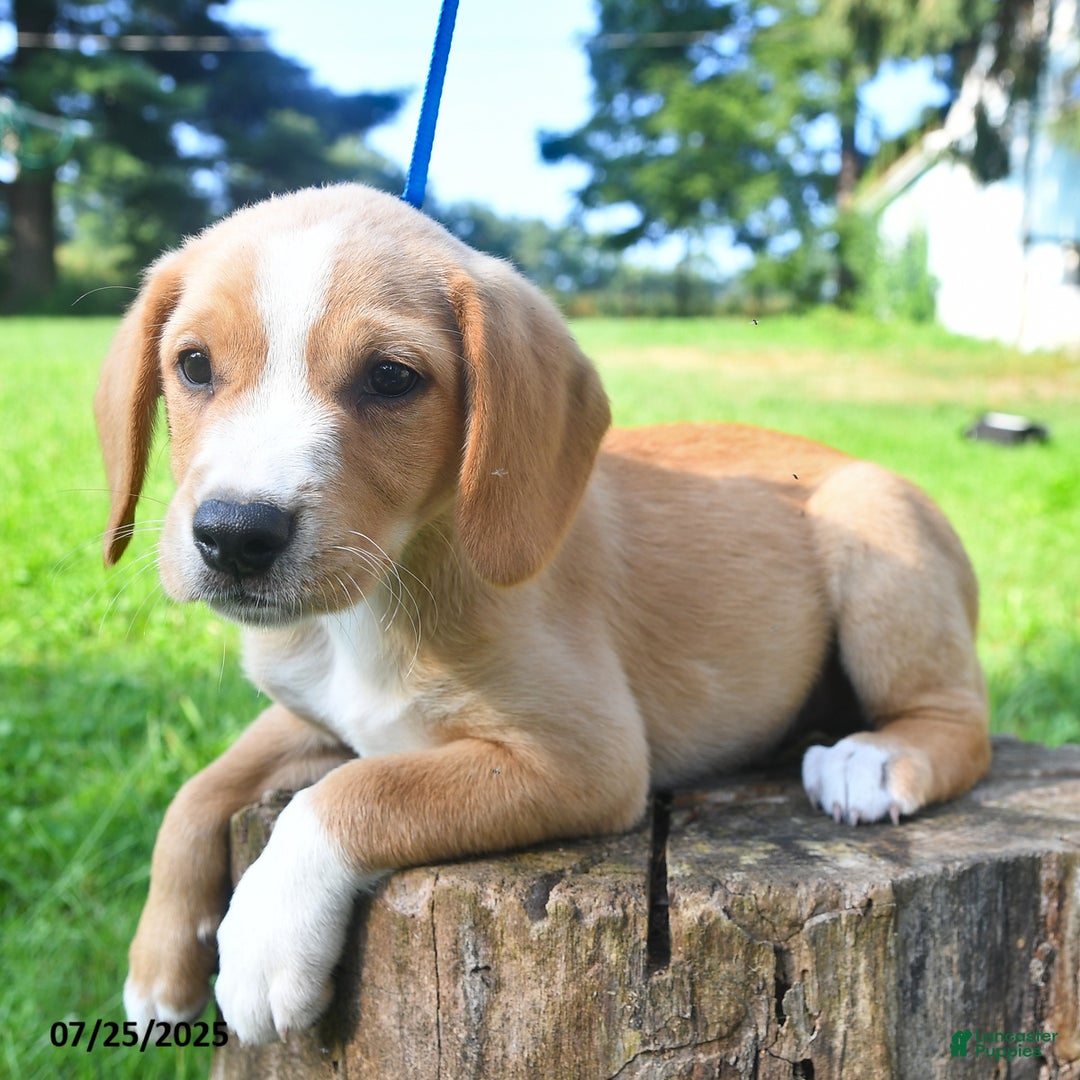 Golden Retriever dogs for sale: Sparky - Image 4