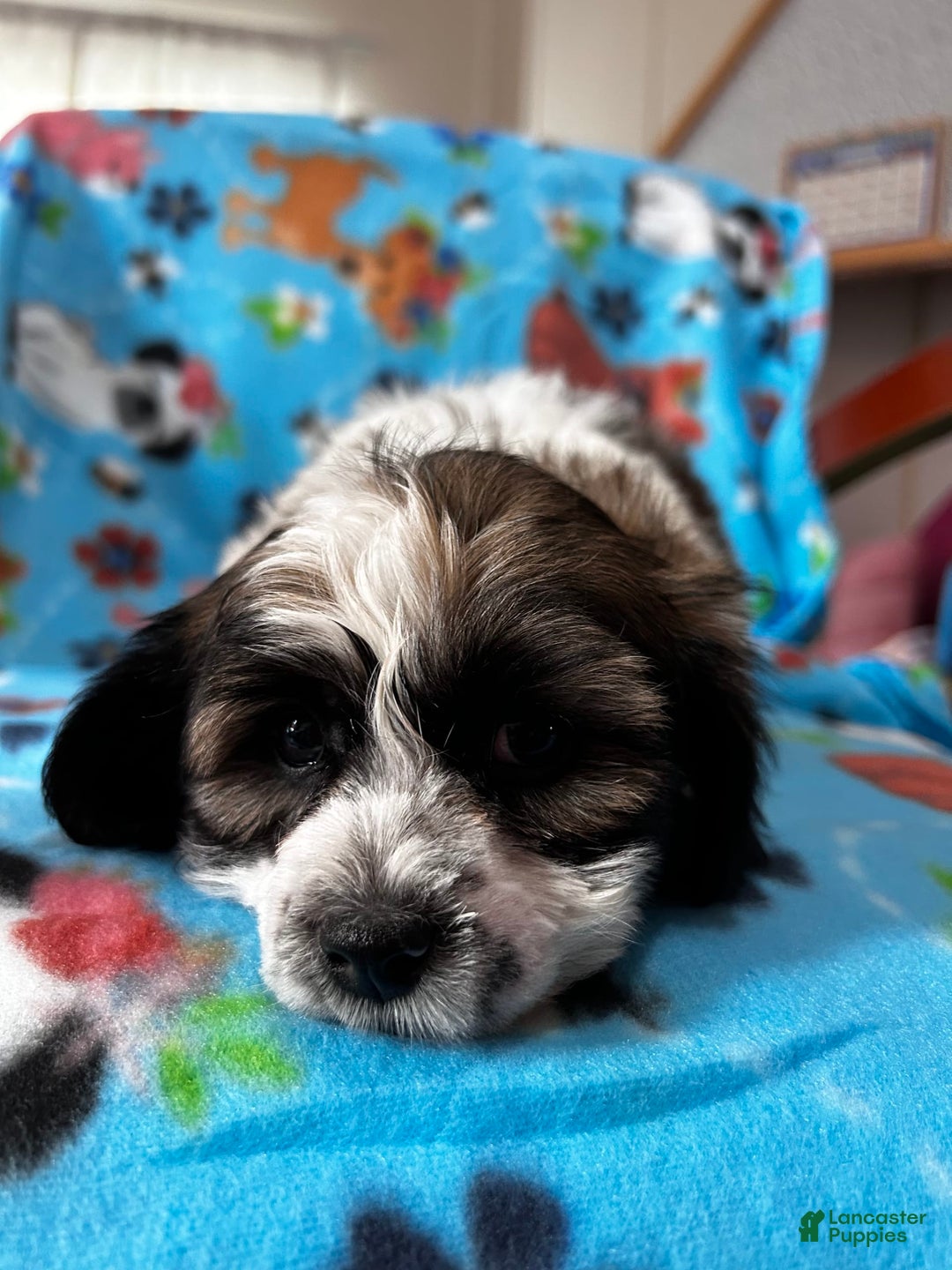 Shihpoo dogs for sale: Bruno - Image 1