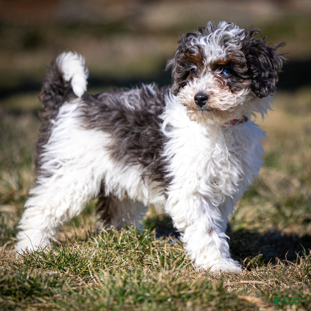 Cavapoo dogs for sale: Simba - Image 13