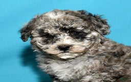 Bichpoo dogs for sale: Minnie - Image 2