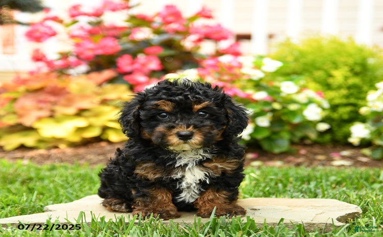 Miniature Poodle dogs for sale - Ad 1