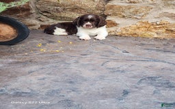 English Springer Spaniel dogs for sale: Ethan - Image 6
