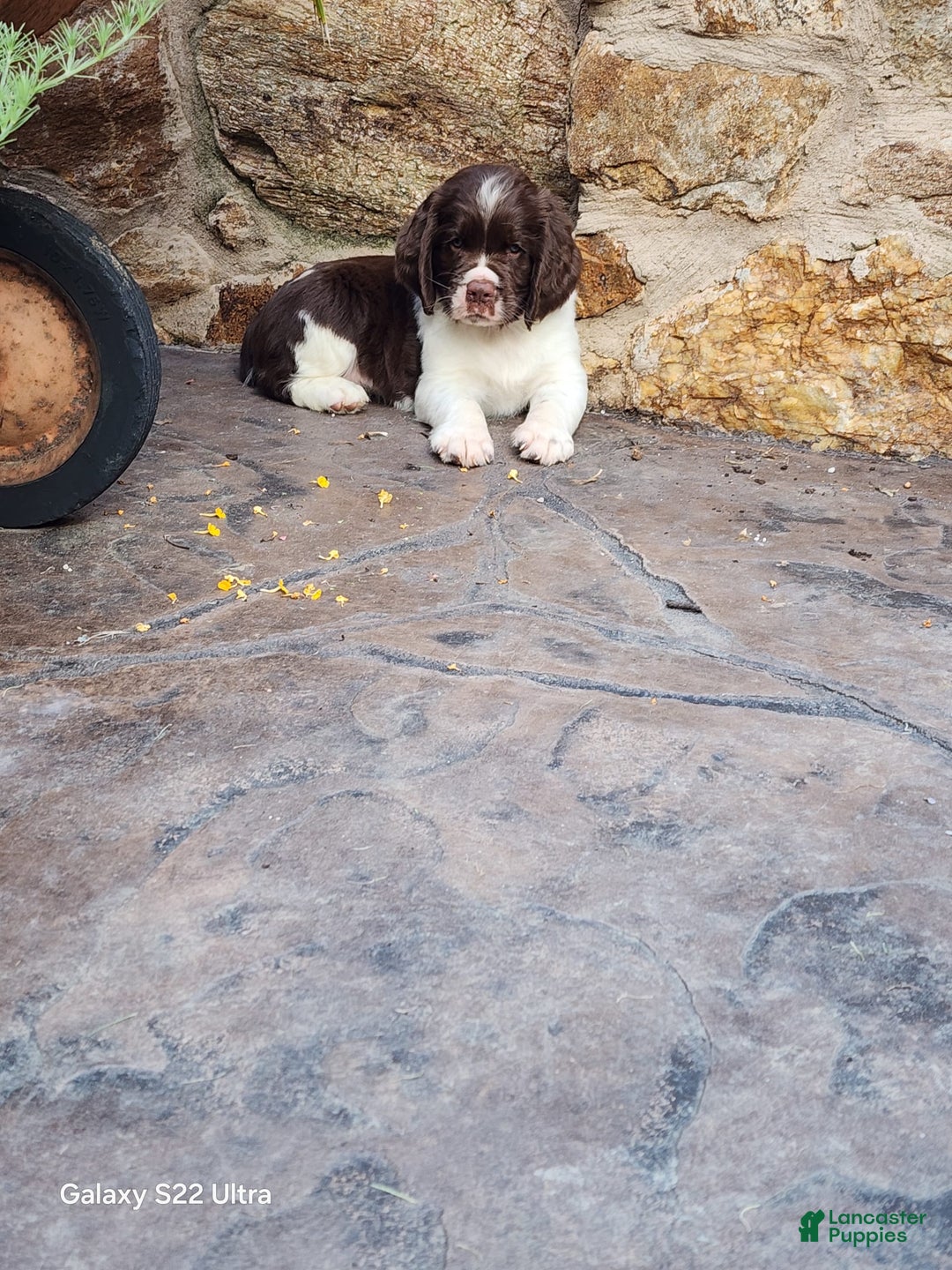 English Springer Spaniel dogs for sale: Ethan - Image 6