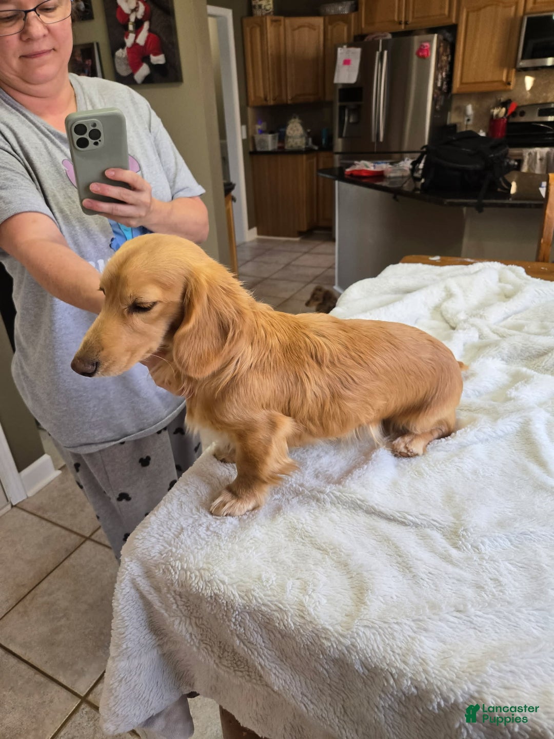 Miniature Dachshund dogs for sale: Sadie - Image 5