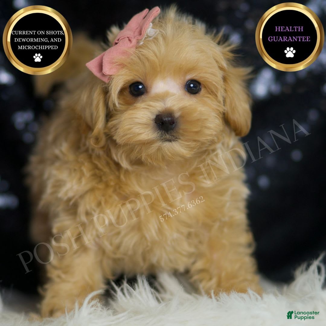 Maltipoo dogs for sale: Sissy - Image 6