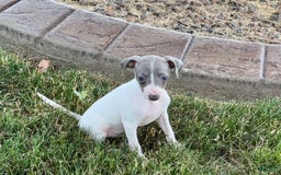 Italian Greyhound dogs for sale: Reggie - Image 9