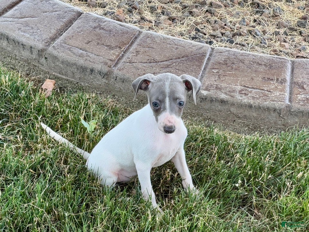 Italian Greyhound dogs for sale: Reggie - Image 9