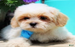 Shihpoo dogs for sale: Tanner - Image 1