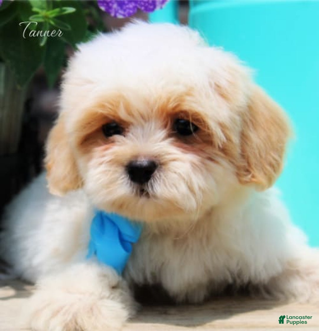 Shihpoo dogs for sale: Tanner - Image 1