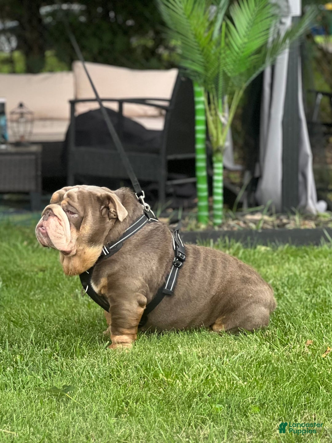 English Bulldog dogs for stud: Rocco - Image 4