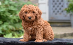 Mini Goldendoodle dogs for sale: Zelda - Image 5