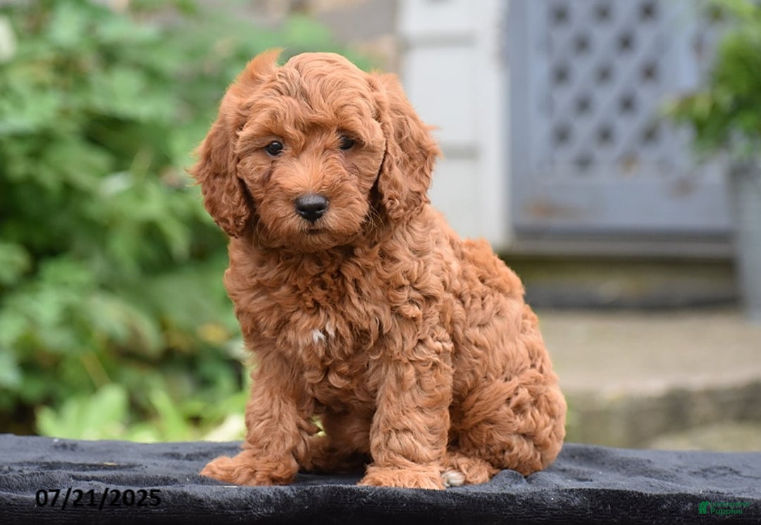Mini Goldendoodle dogs for sale: Zelda - Image 5