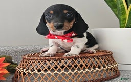 Dachshund dogs for sale: Lil Peanut - Image 2