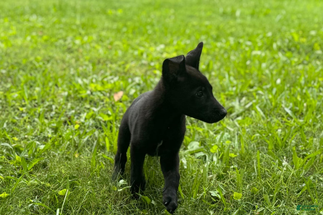 Belgian Malinois dogs for sale: Akc Certified Male 5 - Image 11