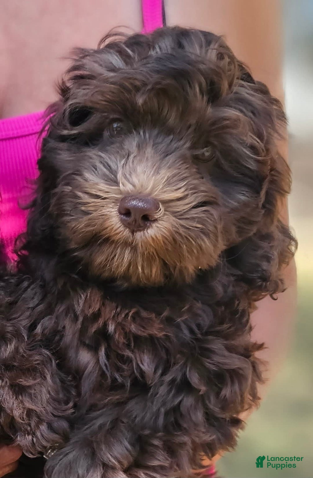 Cockapoo dogs for sale: Liberty - Image 3