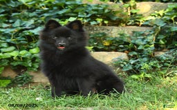Pomeranian dogs for sale: Midnight - Image 1