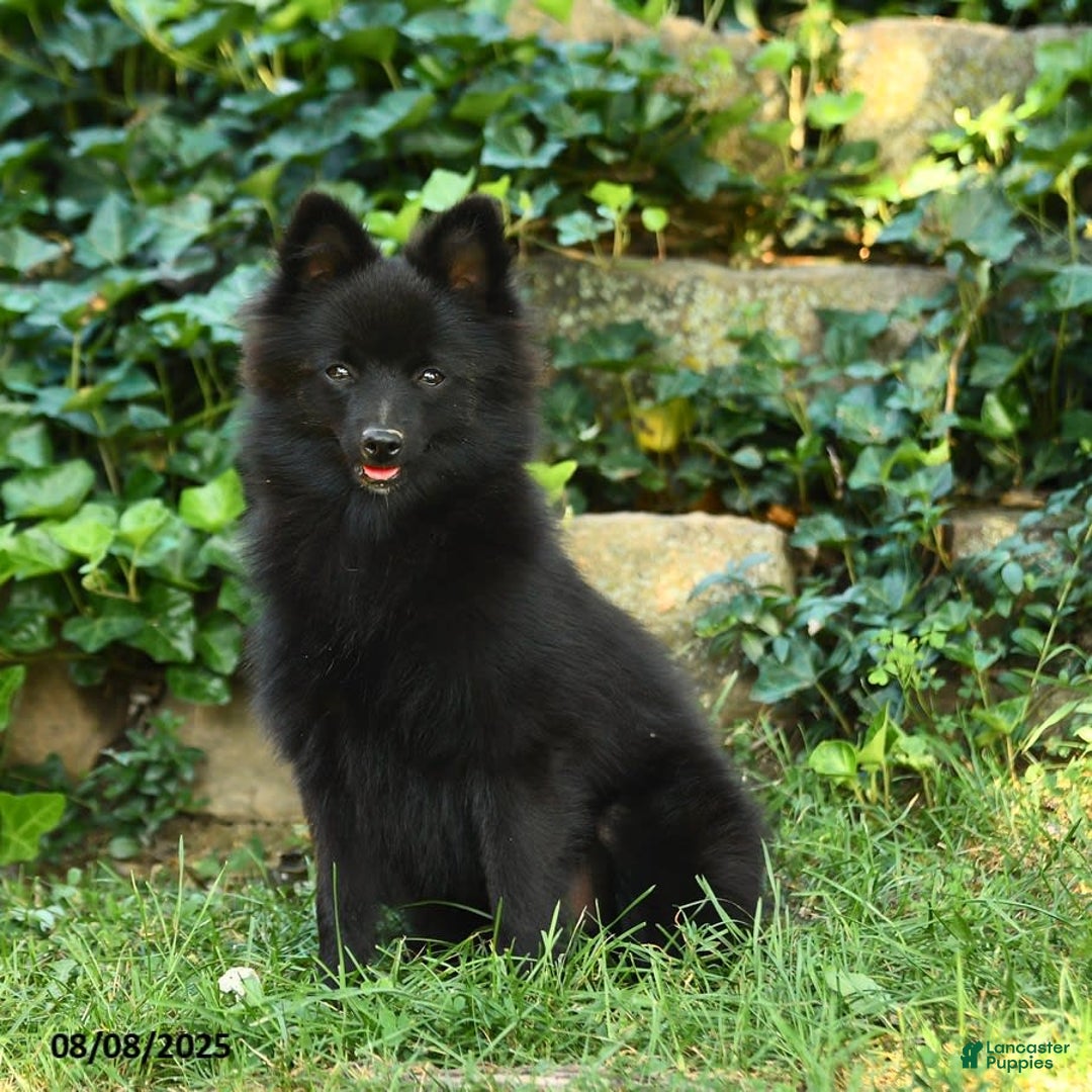 Pomeranian dogs for sale: Midnight - Image 1