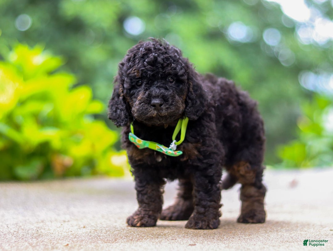 Cockapoo dogs for sale: Midnight - Image 6