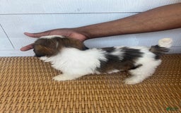 Teddy Bear dogs for sale: Noname - Image 2