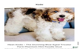 Doxiepoo dogs for sale: Snickers - Image 4
