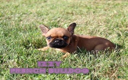 French Bulldog dogs for sale: Izzy - Image 1
