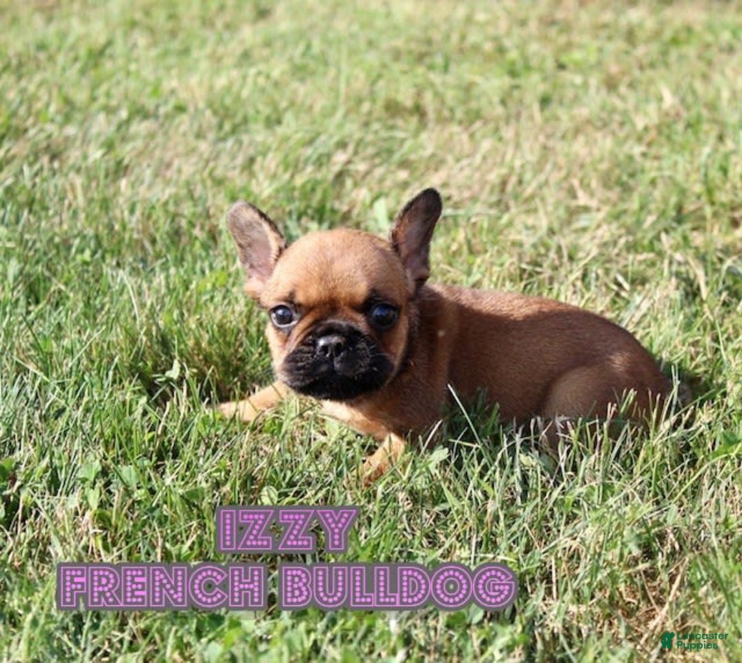French Bulldog dogs for sale: Izzy - Image 1