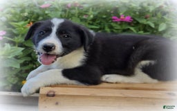 Great Pyrenees dogs for sale: Weston - Image 2