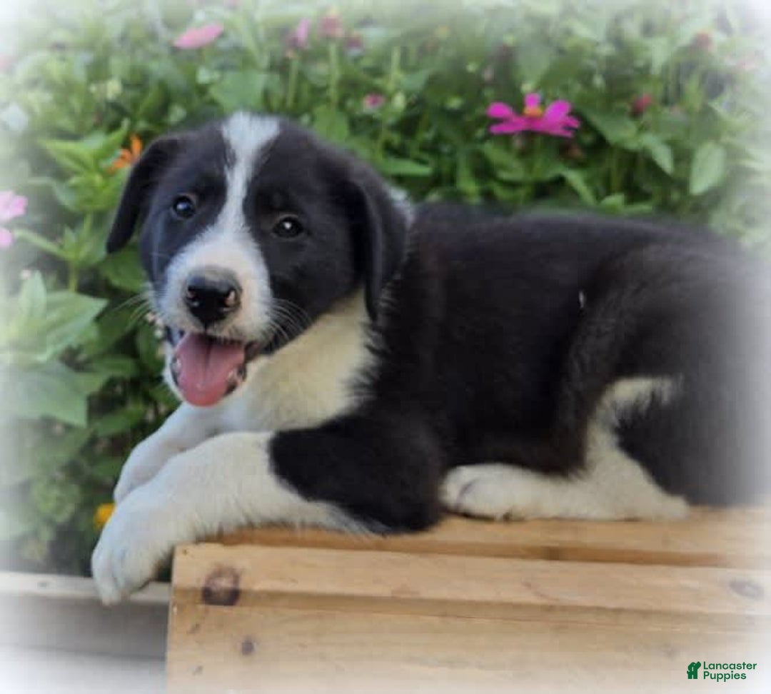 Great Pyrenees dogs for sale: Weston - Image 2