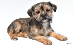 Morkie dogs for sale: Candy - Image 5