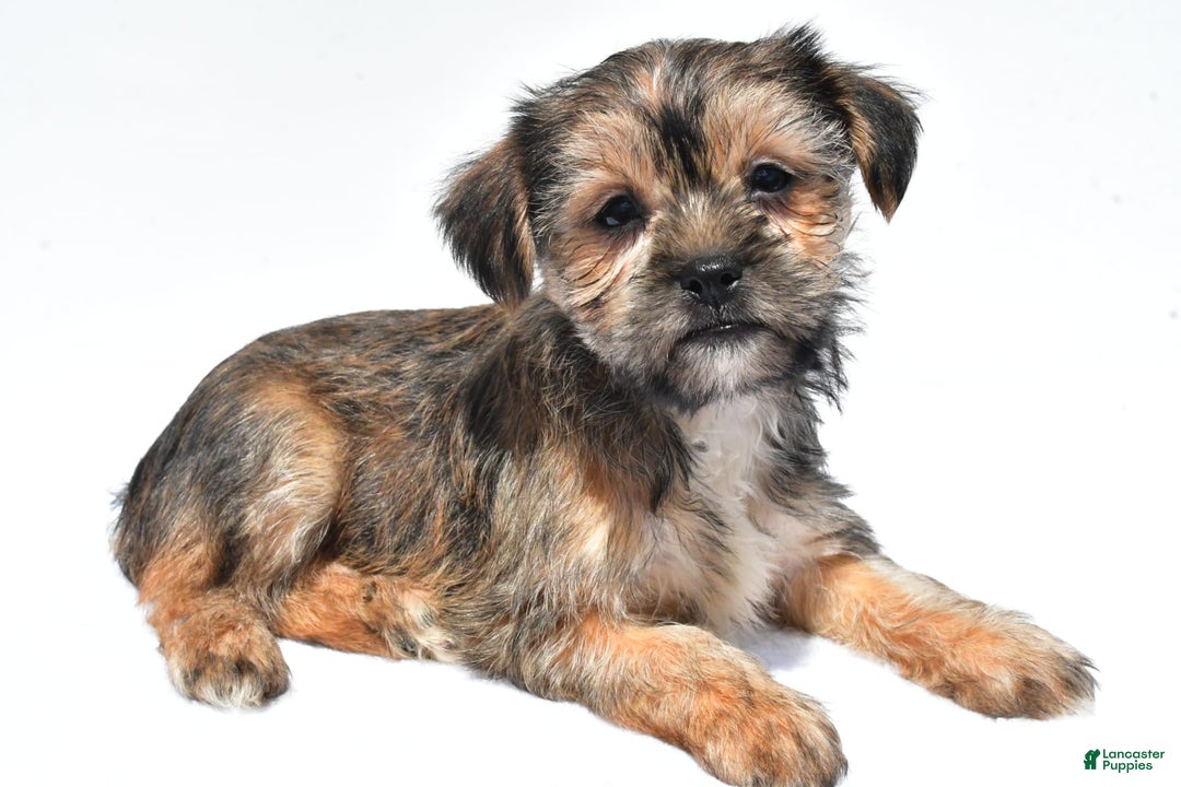 Morkie dogs for sale: Candy - Image 5