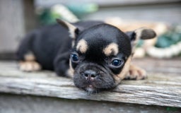 French Bulldog dogs for sale: Lucy - Image 3
