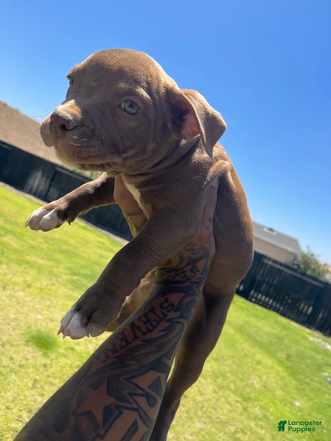 American Bully dogs for sale: Daisy - Image 1