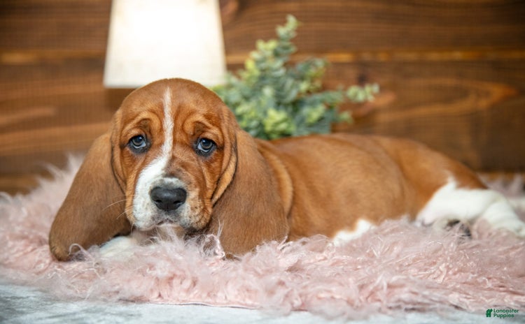Basset Hound dogs - Advert 40