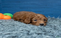 Cavapoo dogs for sale: Dakota - Image 1