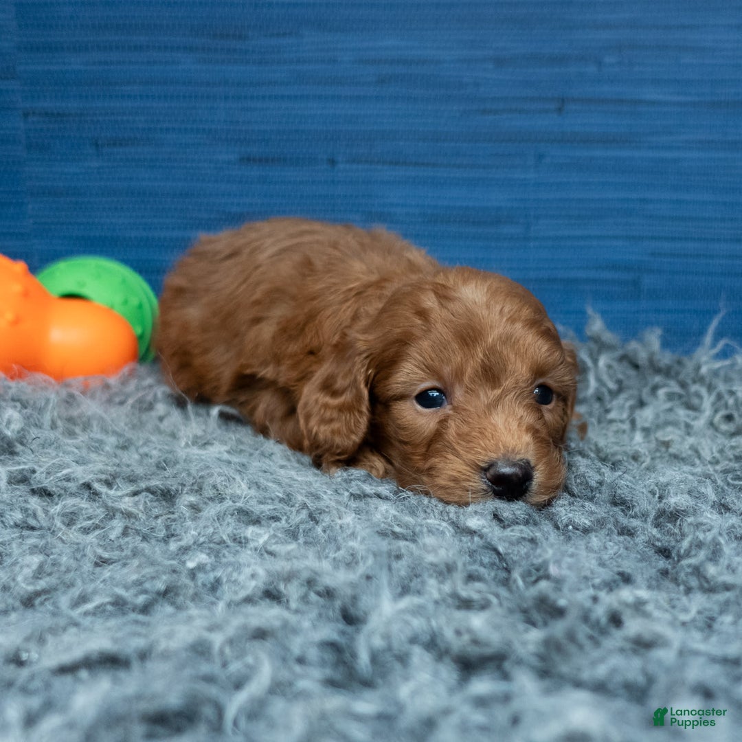Cavapoo dogs for sale: Dakota - Image 1