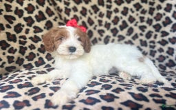 Cavapoo dogs for sale: Shayla - Image 3