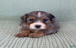 Bernedoodle dogs for sale: Annabel - Image 3