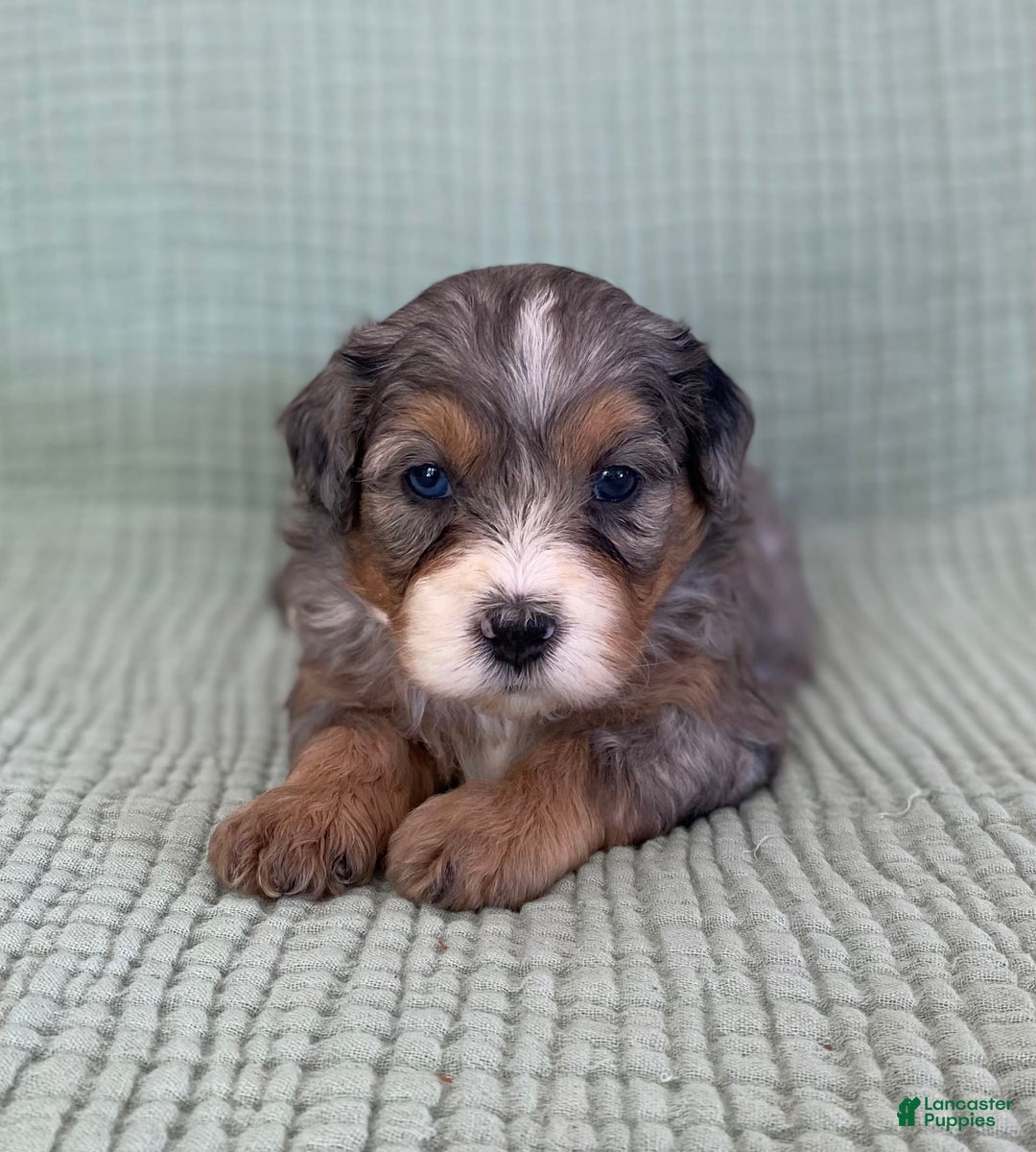 Bernedoodle dogs for sale: Annabel - Image 3