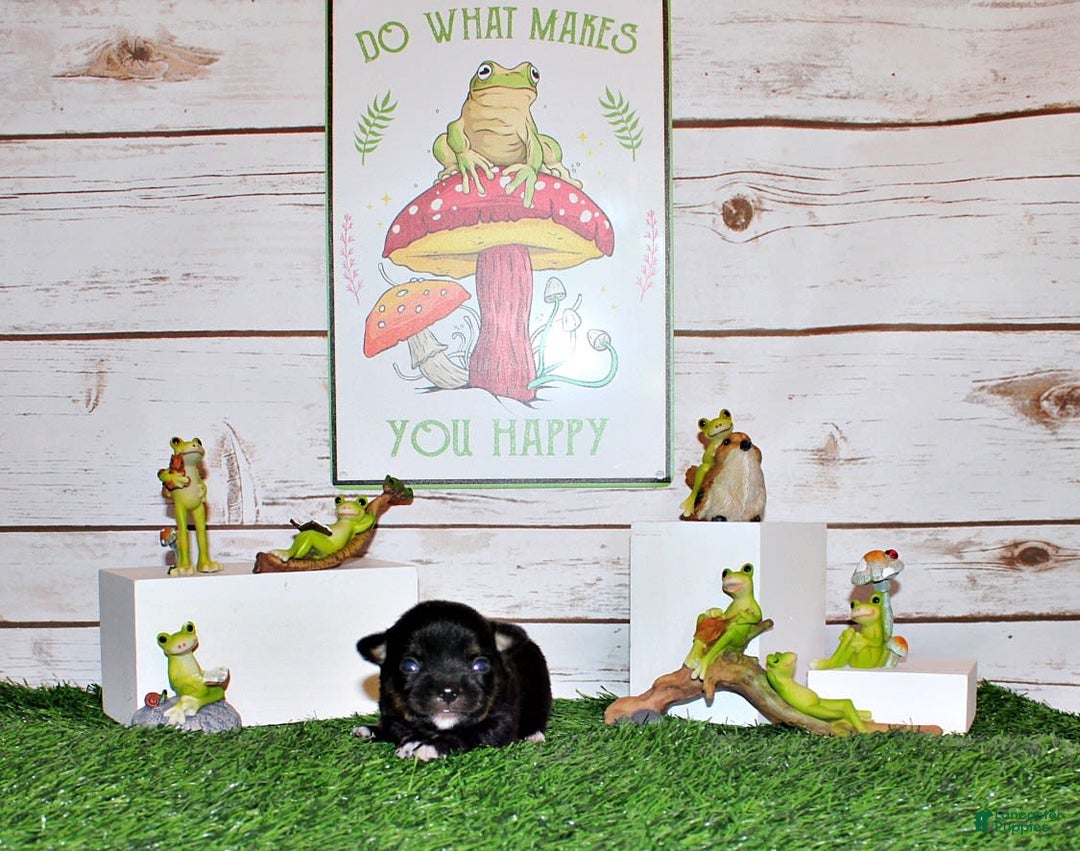 Chihuahua dogs for sale: Vino - Image 1