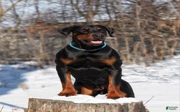 Doberman Pinscher dogs for sale: Cuco - Image 5