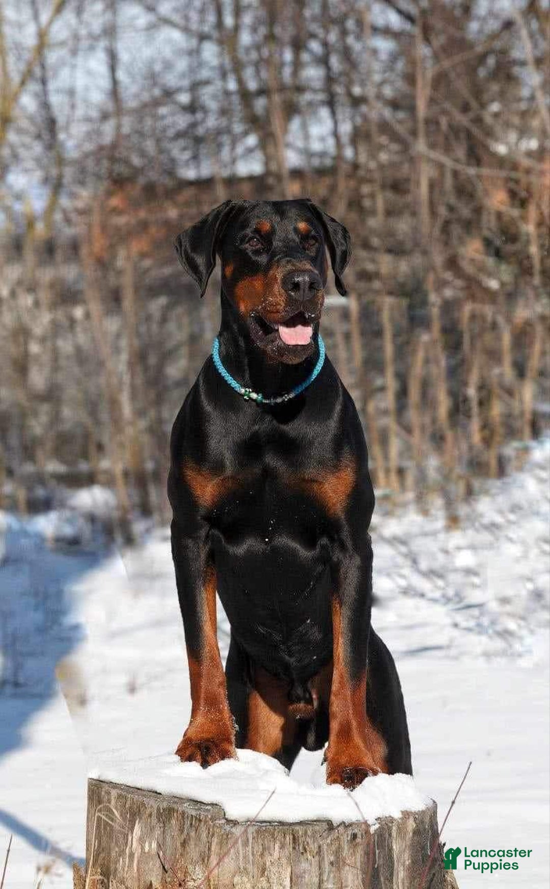 Doberman Pinscher dogs for sale: Cuco - Image 5