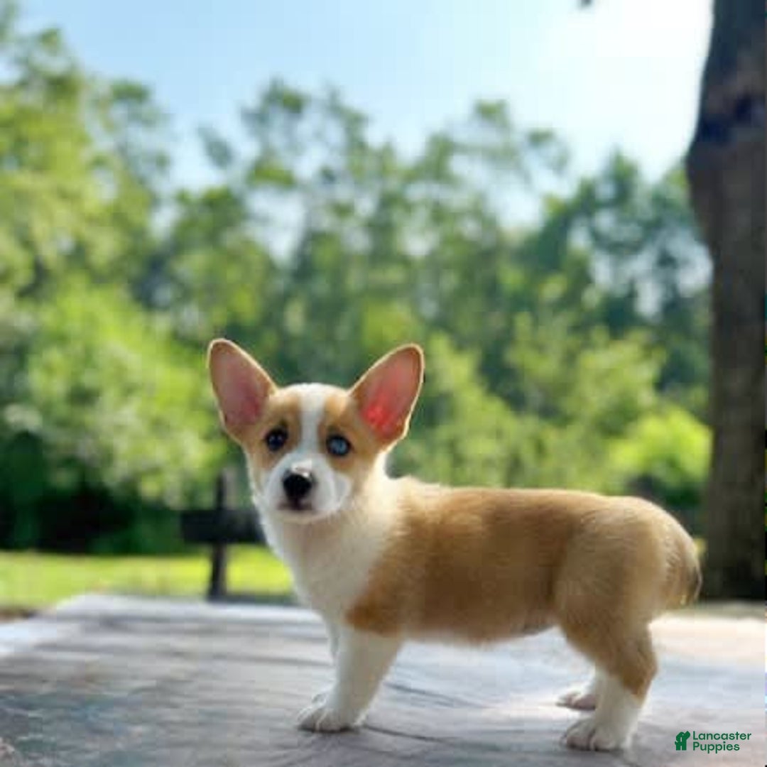 Welsh Corgi Pembroke dogs for sale: Lola - Image 3