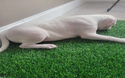 American Bully dogs for sale: Pearl - Image 14