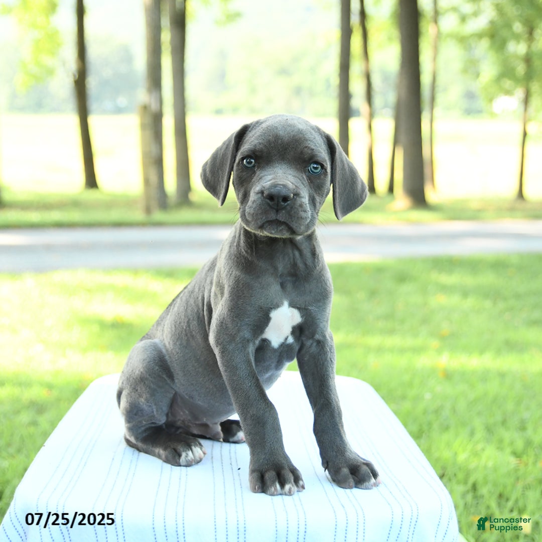Cane Corso dogs for sale: Dexter - Image 5