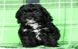 Cockapoo dogs for sale: Valerie - Image 6