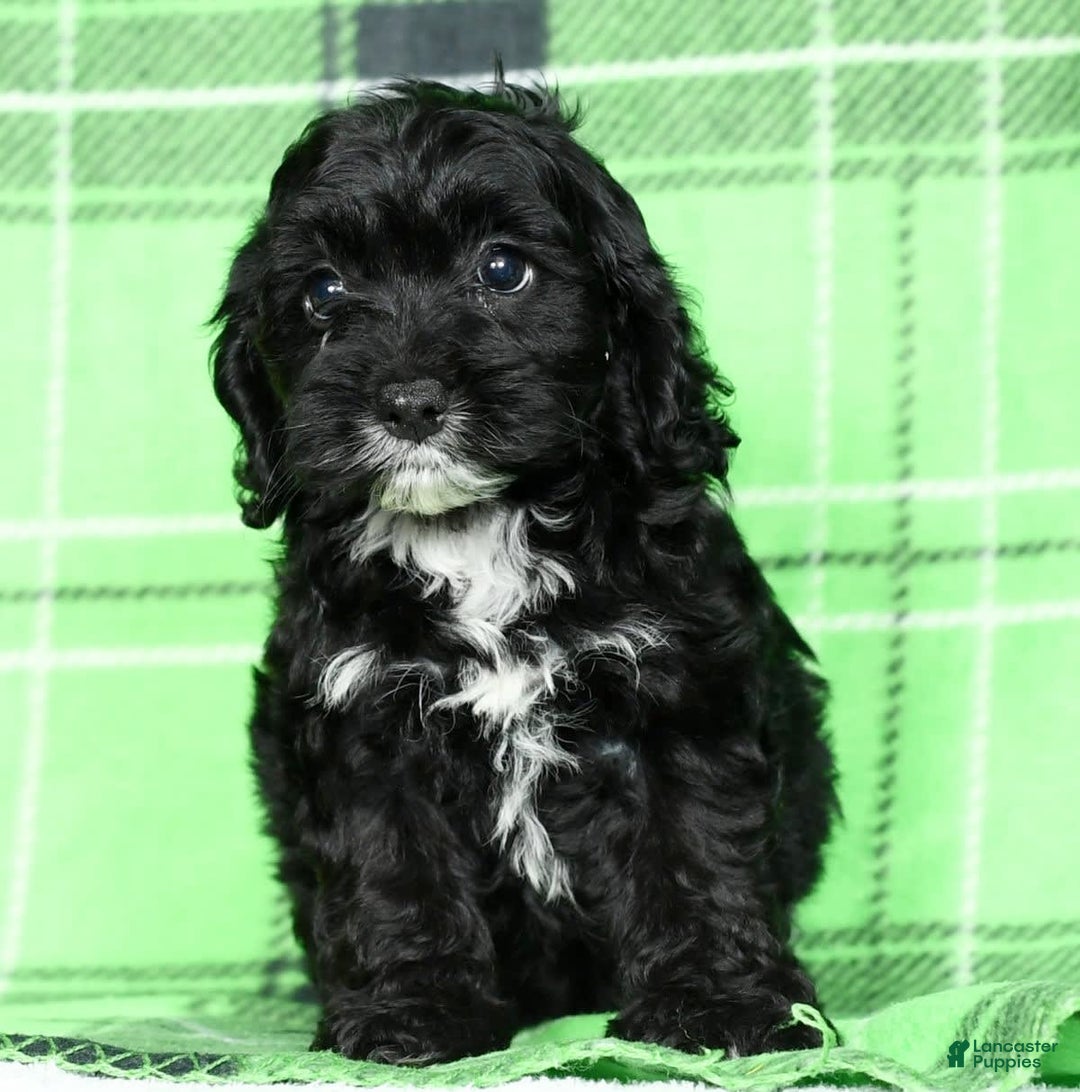 Cockapoo dogs for sale: Valerie - Image 6