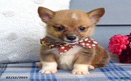 Welsh Corgi Pembroke dogs for sale: Zander - Image 1
